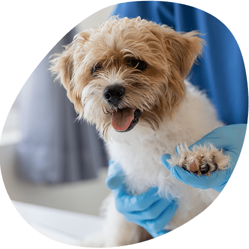 A small, fluffy brown and white dog sits on an exam table while a veterinarian wearing blue gloves gently holds its paw. The dog looks happy with its mouth open.