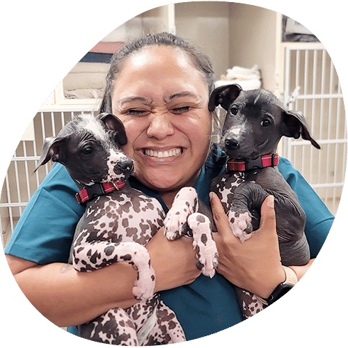 A smiling veterinarian in scrubs hugs two black and white spotted puppies with red collars in an animal shelter, with kennels visible in the background.