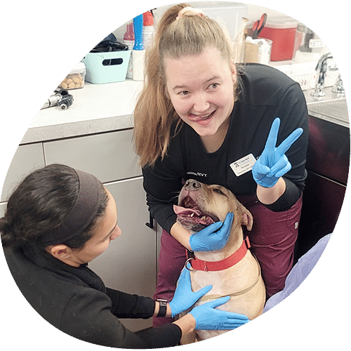 Two women wearing gloves care for a happy brown dog in a clean, well-equipped veterinary clinic. One, possibly the veterinarian, examines the dog while the other smiles and holds up a peace sign.