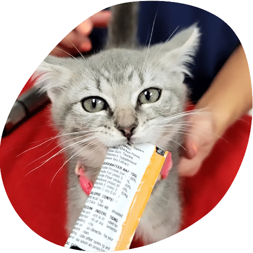 A gray kitten wearing a pink collar bites into a treat packet while being gently held by a person, perhaps after a visit to the veterinarian, in the background.
