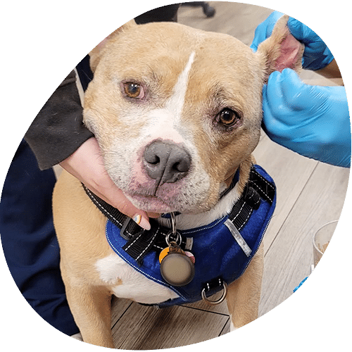 A brown and white dog wearing a blue harness is gently held while a veterinarian in blue gloves examines its ear. The calm dog sits quietly on a wooden floor during the vet checkup.