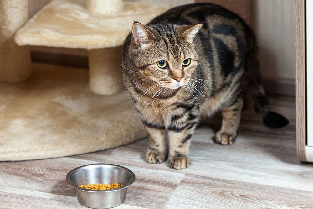 Tabby cat sitting near food bowl and cat tree