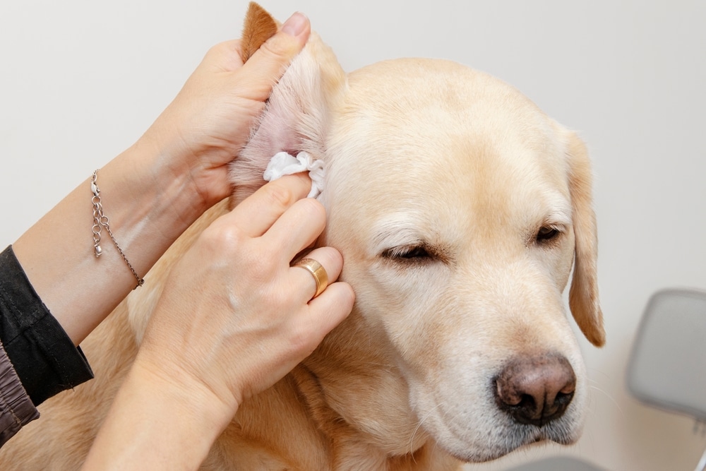 Person cleaning golden retriever's ear with cotton swab