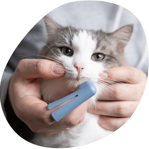 Person brushing gray and white cat's teeth