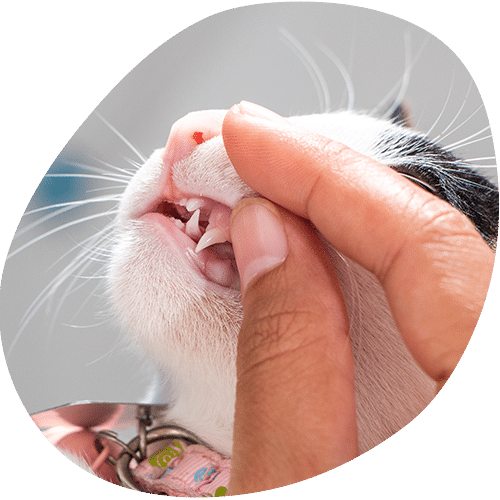 Hand examining white cat's mouth and teeth