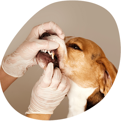Veterinarian examining dog's teeth and mouth during checkup