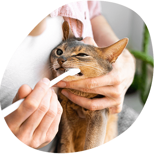 Person brushing cat's teeth with small toothbrush