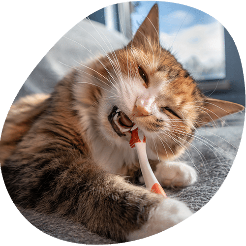 Orange tabby cat getting teeth brushed with toothbrush