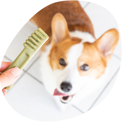 Corgi dog receiving green dental chew treat