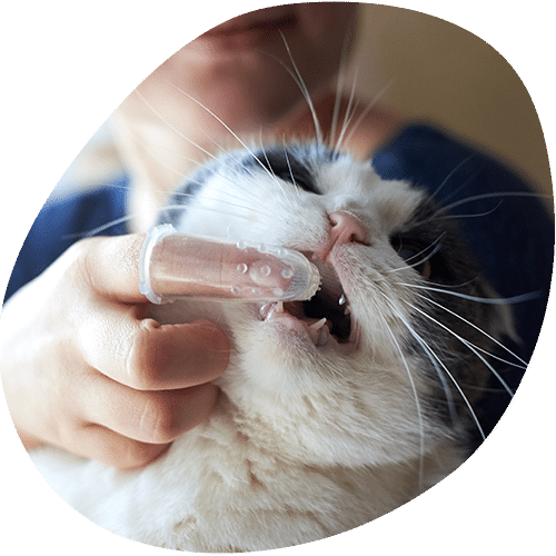 Person giving medicine to white cat with syringe