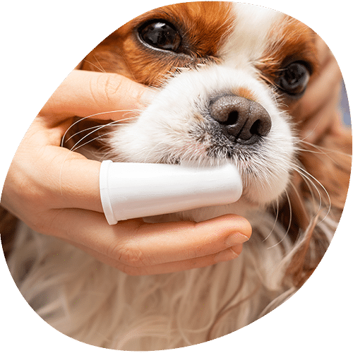 Small dog receiving medication from human hand