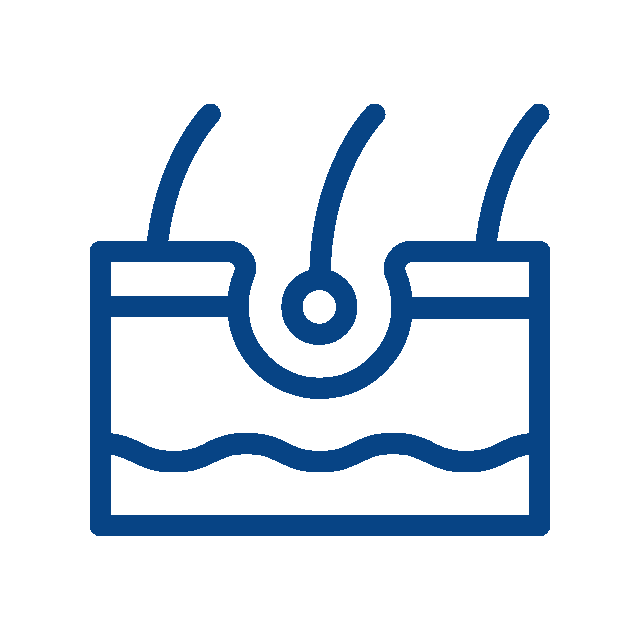 A blue line drawing of a cross-section of skin with three hair follicles, showing hair shafts growing from the surface—ideal for use by a vet or veterinarian to explain hair growth and skin structure.