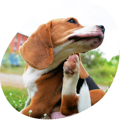 Happy beagle dog licking nose outdoors in park