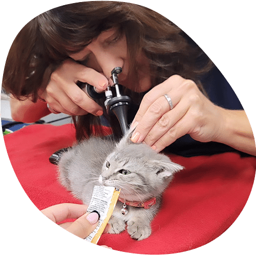 A vet examines a gray kitten’s ear with an otoscope while the kitten lies on a red surface and nibbles on a treat held by another person.