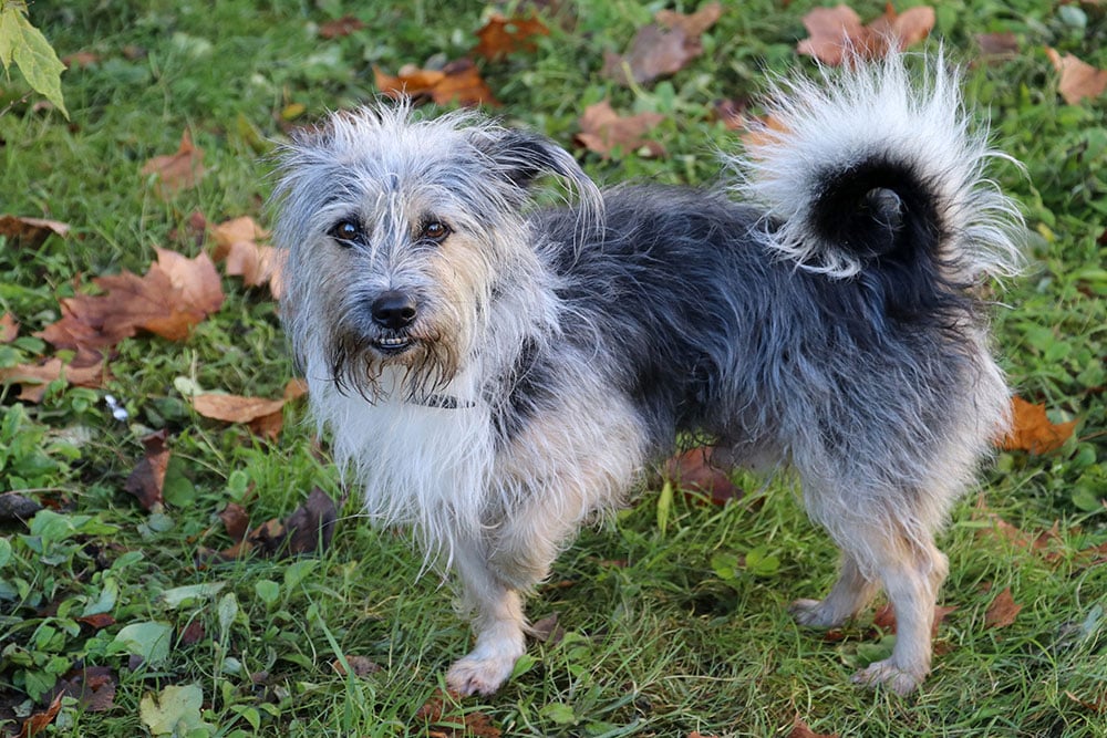 Small fluffy gray and white dog standing outdoors