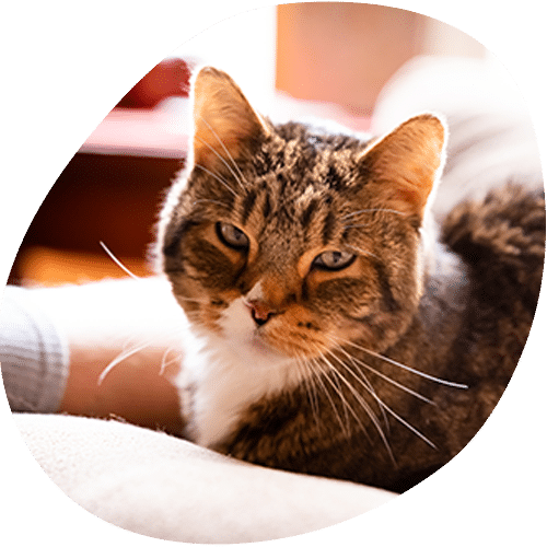 Tabby cat with white chest resting indoors