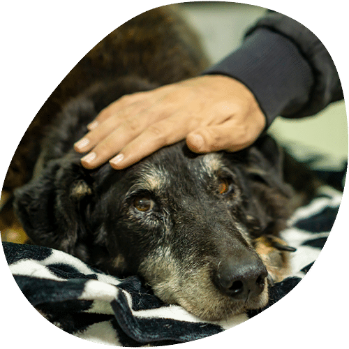 Hand gently petting elderly dog's head