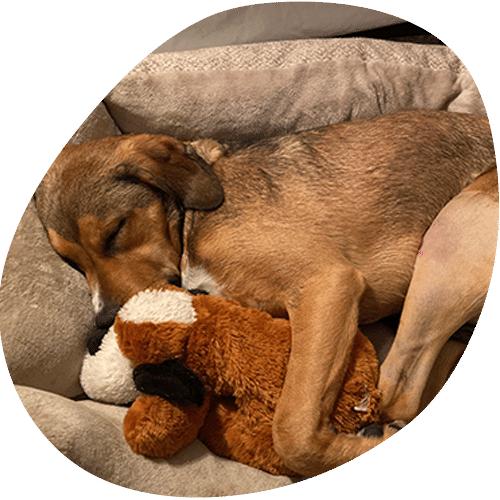 Dog sleeping peacefully with brown teddy bear toy