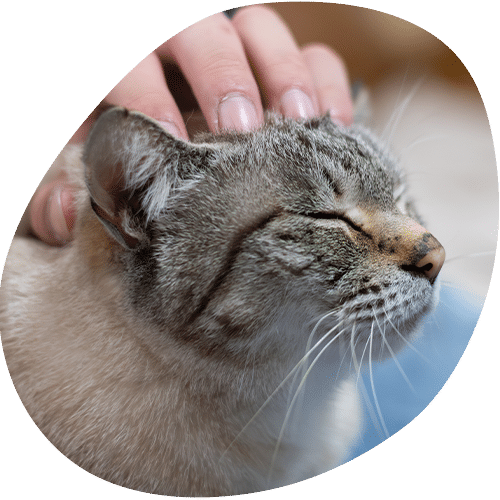 Hand gently petting gray tabby cat's head