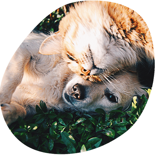 Orange cat and golden retriever cuddling affectionately outdoors