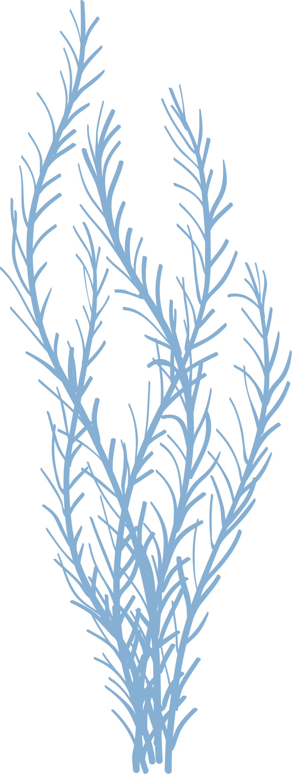 A simple illustration of light blue, branching seaweed or coral, featuring long, thin stems and sparse, delicate fronds on a white background—perfect décor for a veterinarian's office or vet-themed space.