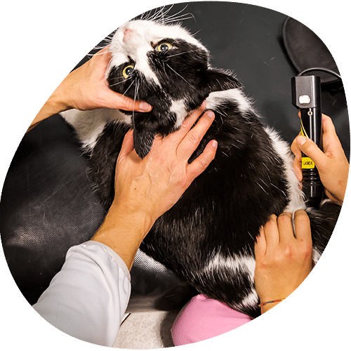 A black and white cat lies on its side while being held gently by two people; a veterinarian uses a handheld device on the cat’s back, possibly for a veterinary or therapeutic procedure.