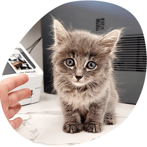 A fluffy gray kitten with blue eyes sits on a white surface near a person's outstretched hand, possibly awaiting a vet checkup. There’s a printer and some office items in the background as the kitten looks toward the camera.