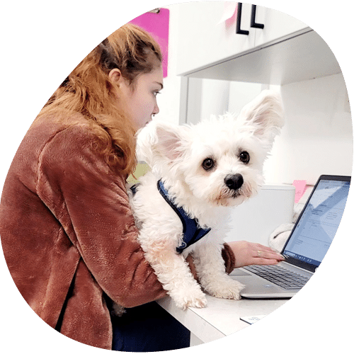 A woman with long brown hair, who appears to be a veterinarian, works on a laptop at her desk while a small white dog wearing a harness sits in front of her and looks at the camera.