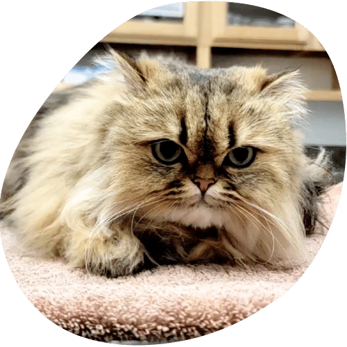 A fluffy, long-haired cat with brown and black fur lies on a pink towel at the vet, staring directly at the camera with large, expressive eyes. Shelves are visible in the blurred background.