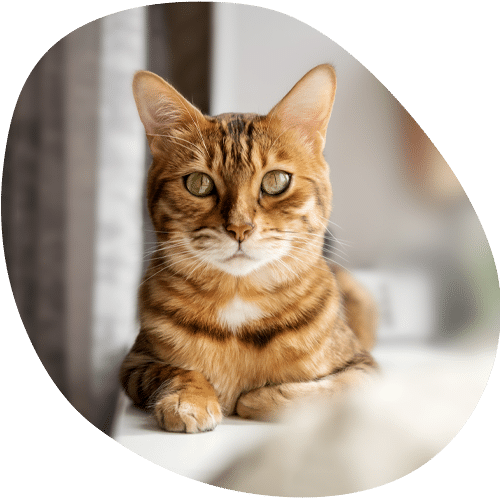 A brown tabby cat with green eyes and a white chest, recently checked by a veterinarian, sits on a windowsill, looking directly at the camera. Natural light filters in from the window, creating a soft and cozy atmosphere.