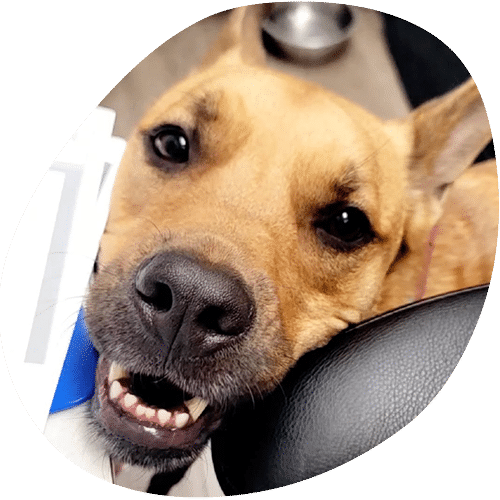 A close-up of a light brown dog with dark eyes and a black nose, playfully resting its head on a black surface at the vet, showing its teeth and looking up at the camera.