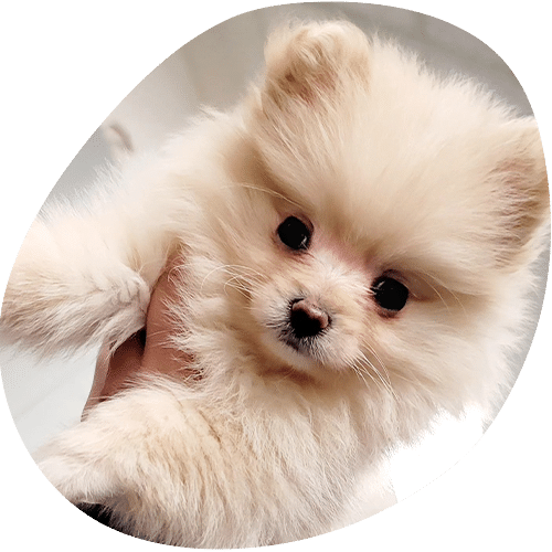 A fluffy, cream-colored Pomeranian puppy is held up close to the camera at the vet, looking directly ahead with dark, round eyes and small ears. The softly lit, out-of-focus background hints at a caring veterinarian’s clinic.