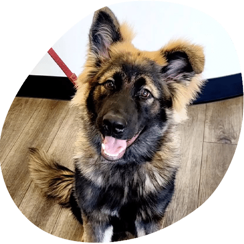 A happy, fluffy dog with upright ears and a bushy tail sits on a wooden floor, looking up with its mouth open and tongue slightly out. The dog is wearing a red leash, ready for a visit to the vet or to meet their favorite veterinarian.