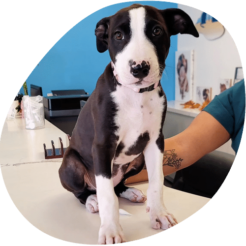 A black and white puppy with a white stripe on its face sits on a countertop, looking at the camera. A tattooed-arm vet is next to the puppy, with various office items in the background.