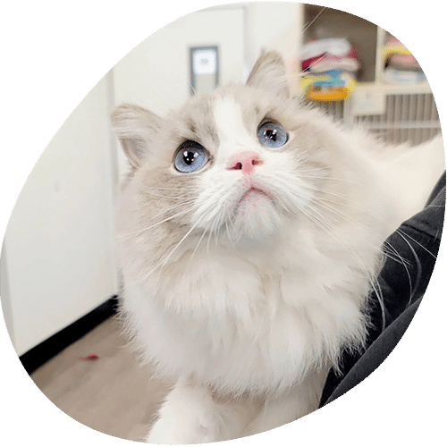 Fluffy Ragdoll cat with striking blue eyes looking up