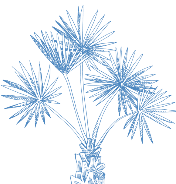 Blue line drawing of a palm tree with multiple fan-shaped leaves extending from long stems, shown on a plain white background—perfect wall art for any veterinarian or vet clinic seeking a calming touch.