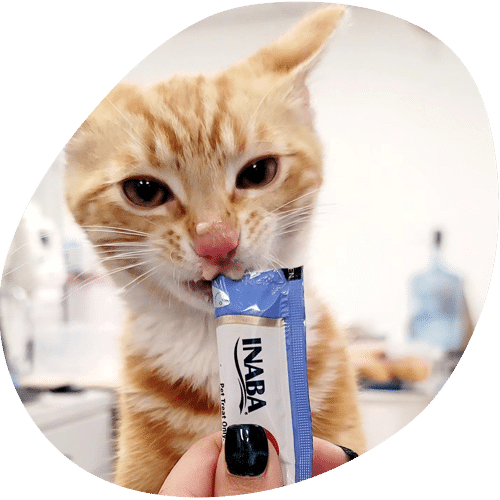 An orange tabby cat licks a packet of INABA cat treat held by a person with black nail polish, in a brightly lit indoor setting, as recommended by their veterinarian.