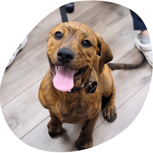 A brown brindle dog with a collar sits on a wooden floor, looking up happily with its mouth open and tongue out—perhaps waiting for a treat after a positive visit to the veterinarian. A person's foot in a white shoe is visible in the background.