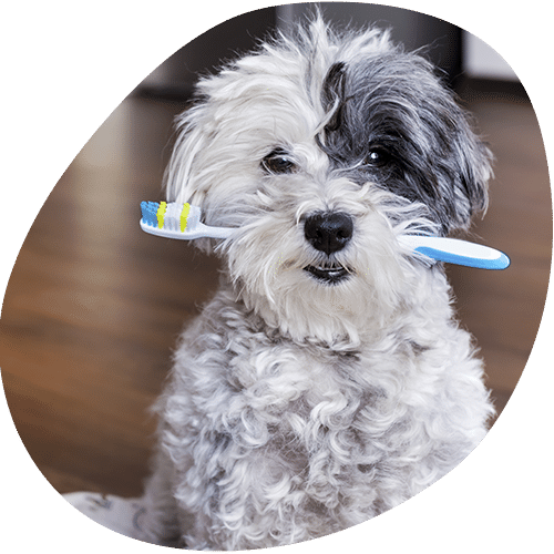 A fluffy black and white dog sits indoors holding a blue toothbrush in its mouth, looking toward the camera—ready for a visit to the veterinarian.