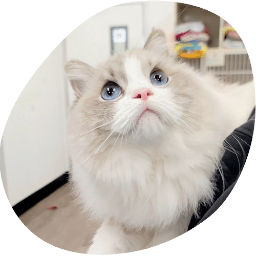 A fluffy white and gray cat with blue eyes looks up curiously, perhaps hoping for a treat from its vet. The background shows indoor shelves and cabinets, giving the image a cozy, indoor setting.