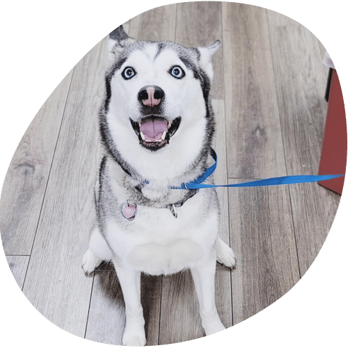 A happy Siberian Husky with blue eyes sits on a wooden floor, looking up with its mouth open and tongue out, wearing a blue leash and collar after a visit to the veterinarian.
