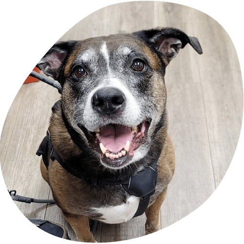 A happy brown and white dog with a black harness sits on a wooden floor, looking up at the camera with its mouth open, excited after a recent visit to the veterinarian.
