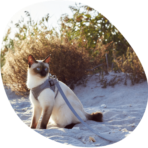 A Siamese cat wearing a harness and leash sits on sandy ground with dry bushes and greenery in the background, basking in soft sunlight after a recent checkup at the veterinarian.