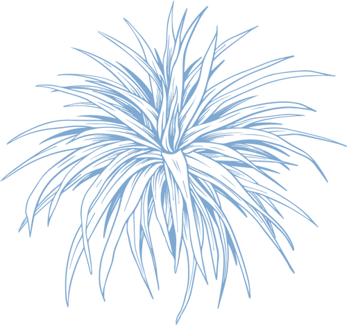 A blue line drawing of a spiky-leaved plant with long, narrow leaves radiating outward, set against a light background—perfect wall art for any vet or veterinarian’s office.