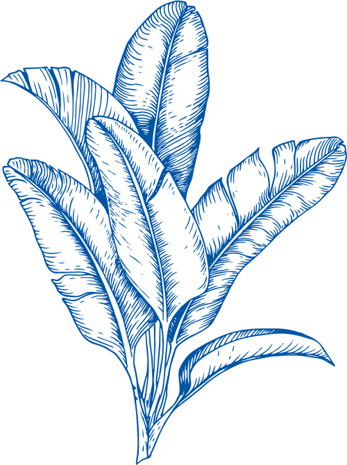 Blue line drawing of a tropical plant with large, elongated leaves, featuring visible veins and detailed shading—an elegant design perfect for a veterinarian’s office or vet clinic, set against a plain white background.
