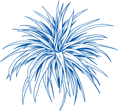 Blue line art illustration of a spiky, bushy plant with long, slender leaves radiating outward in all directions, set against a light background—perfect for brightening up any vet or veterinarian's office.