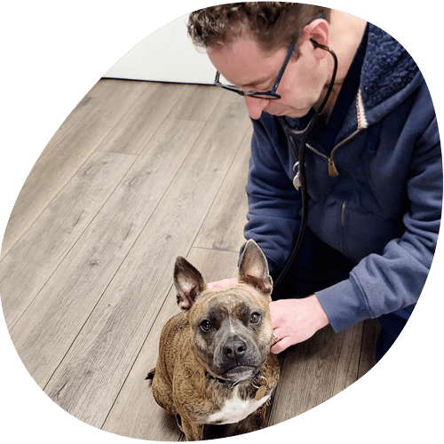 A veterinarian in a blue hoodie listens to a brown and white dog’s heartbeat with a stethoscope on a wooden floor; the attentive dog looks up at the camera.