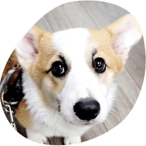 A close-up of a corgi dog with tan and white fur, large dark eyes, and upright ears, looking up at the camera while sitting on a wood-patterned floor at the veterinarian’s office.