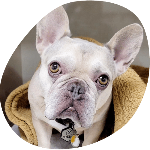 A light-colored French Bulldog with large ears looks up with wide eyes, sitting on a tan blanket. The dog, ready for a vet visit, wears a collar with a tag that reads "Potato.