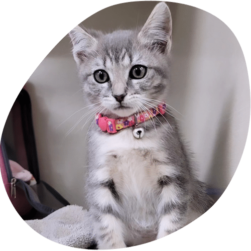 A gray tabby kitten with big eyes wears a pink collar with a bell and sits upright, looking at the camera—ready for its visit to the vet. The background is neutral, and part of a bag is visible on the left.